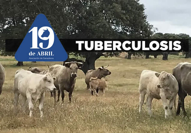 La Asociación 19 de Abril cuestiona que el Ministerio insista en la erradicación de la tuberculosis bovina sin tener en cuenta la realidad de la ganadería extensiva