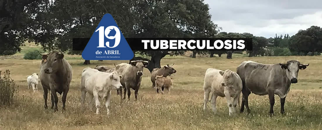 La Asociación 19 de Abril cuestiona que el Ministerio insista en la erradicación de la tuberculosis bovina sin tener en cuenta la realidad de la ganadería extensiva