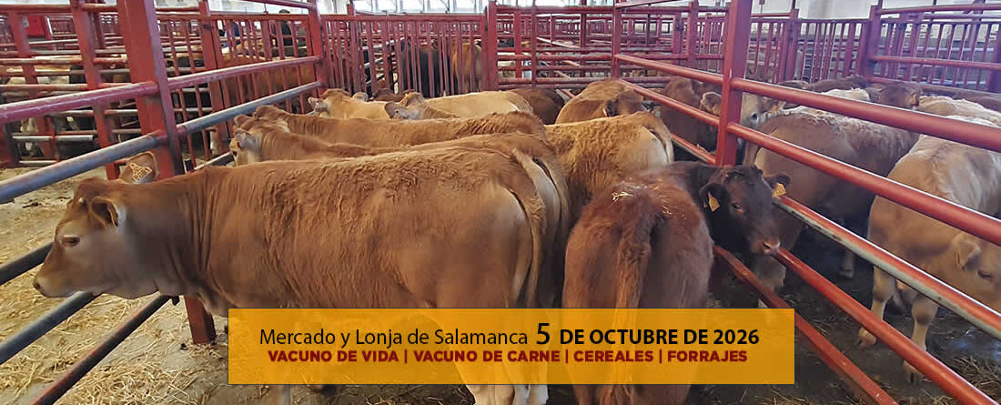 Análisis de la lonja y mercado de ganado vacuno de vida y carne de Salamanca 5 de octubre de 2026