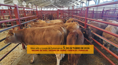 Análisis de la lonja y mercado de ganado vacuno de vida y carne de Salamanca 5 de octubre de 2026