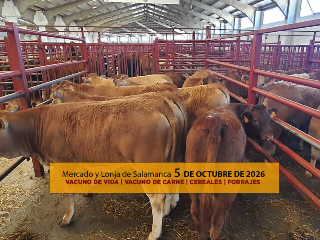 Análisis de la lonja y mercado de ganado vacuno de vida y carne de Salamanca 5 de octubre de 2026