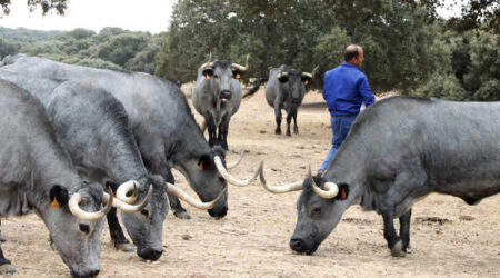 UPA traslada a Agricultura el clamor del vacuno de carne: "Debemos recuperar ya las exportaciones a Marruecos"