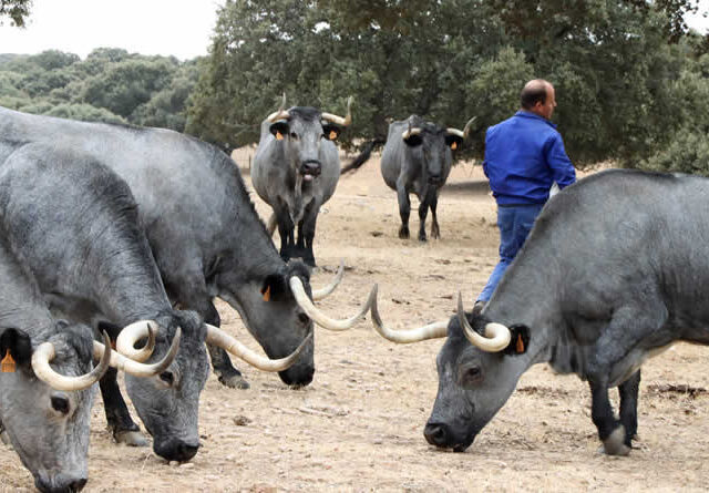 UPA traslada a Agricultura el clamor del vacuno de carne: "Debemos recuperar ya las exportaciones a Marruecos"