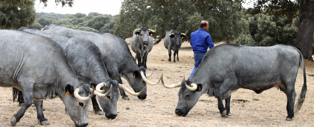 UPA traslada a Agricultura el clamor del vacuno de carne: "Debemos recuperar ya las exportaciones a Marruecos"